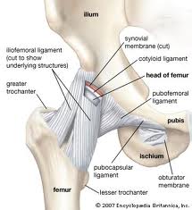 durere în ligamentele articulației șoldului