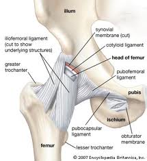 cum se tratează ligamentele articulației șoldului