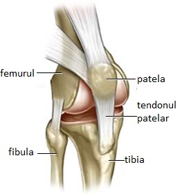 gonartroza secundară 2 grade ale tratamentului articulației genunchiului)
