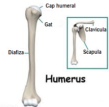 Humerus - Wikipedia