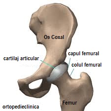 Recuperare dupa fractura col femural neoperat
