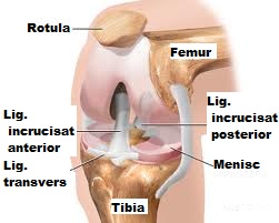 fractură a articulației genunchiului fără tratament de deplasare