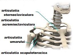 durere în sternul articulației claviculare)