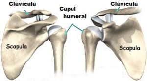 articulatia humero scapulara)