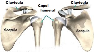 Articulatia scapulohumerala (umarul) | Anatomie si fiziologie