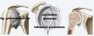 cavitatea glenoidala)