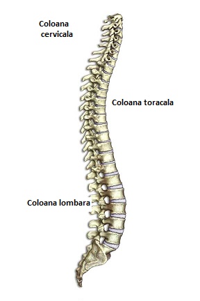 osteoartrita coloanei vertebrale toracice