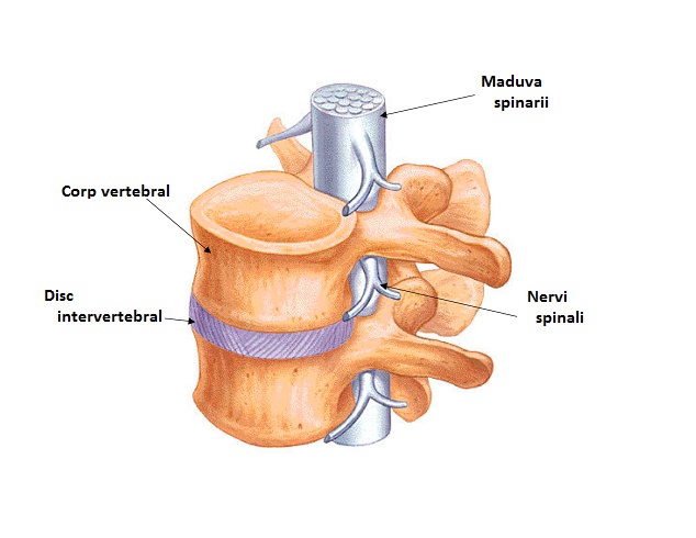 osteocondroza polisegmentală a coloanei vertebrale