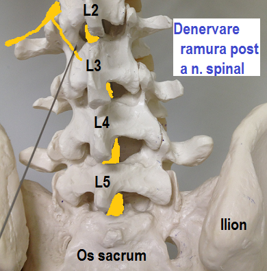 durere amorțită la nivelul coloanei vertebrale