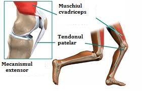 mușchii din jurul genunchiului doare