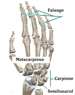 cate oase carpiene sunt durere în jurul tratamentului articulației genunchiului