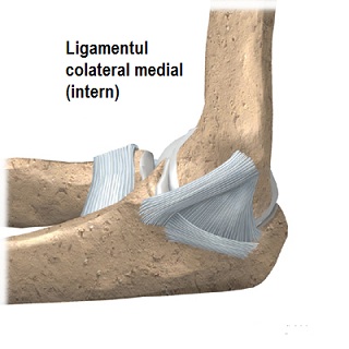 ligament inelar modul de calmare a durerilor articulare