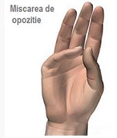 articulatia interfalangiana proximala injecții de durere la nivelul articulațiilor degetelor