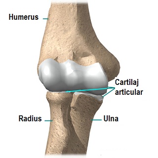 ce poate face rănirea articulației cotului cum să tratezi genunchiul acasă
