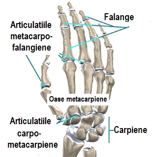 articulatia degetelor