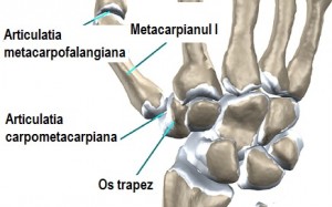 articulatia metacarpofalangiana)
