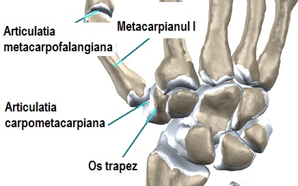 simptome de traumatism metacarpofalangian