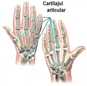 articulațiile interfalangiene ale tratamentului degetelor