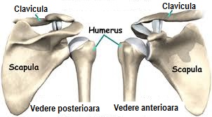 articulatia sterno claviculara artroza tratamentului electroforezei articulației genunchiului
