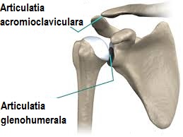 articulatia sterno claviculara vindeca artrita in brate