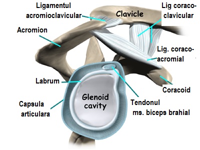 Articulatiile membrului superior: centurii scapulare, scapulo-humerala : Sistemul osos