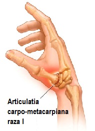 articulatiile palmei