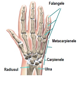 deteriorarea oaselor și a articulațiilor mâinii