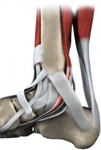 foot_posterior_tibial_tendon_intro01