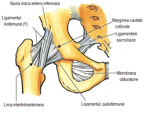 articulatia coxofemurala miscari