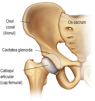 durere în articulația șoldului când mergeți la medic