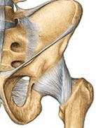 ligamentul capului femural articulațiile doare după un duș