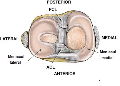 articulația secțională a genunchiului