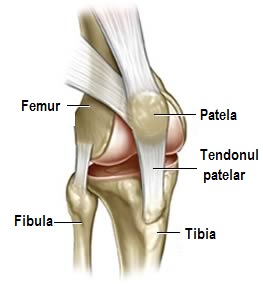 cavitatea articulației genunchiului)