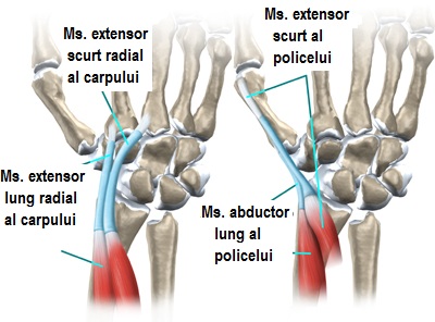 inflamația tendonului la încheietura mâinii