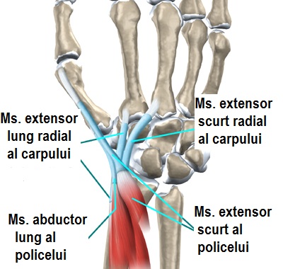 durere în articulația mâinii la flexie