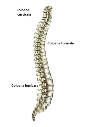 c1