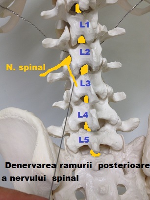 denervare 1