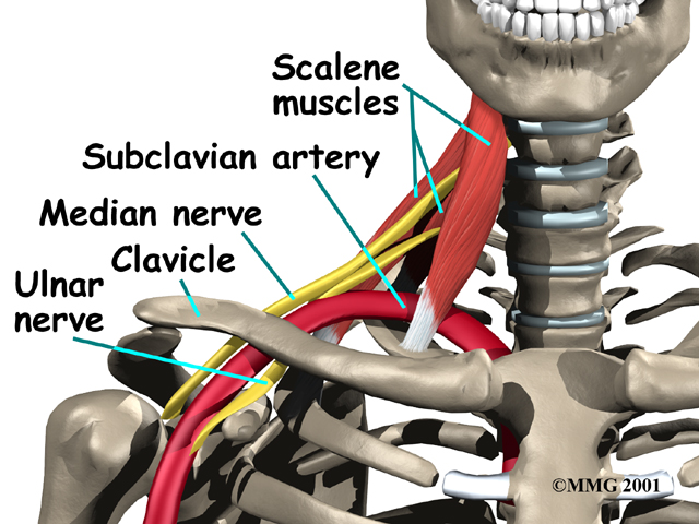 shoulder_thoracic_outlet_syndrome_anat02