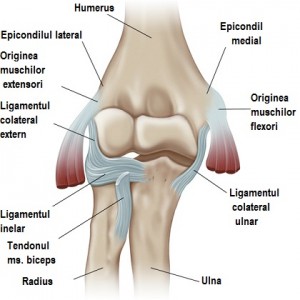 anatomy-of-the-elbow