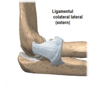 elbow_anatomy04a