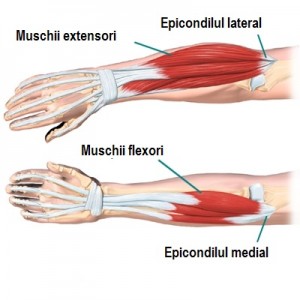 elbow_anatomy07c