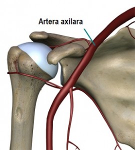 humeral_head_osteonecrosis_anatomy_arteries