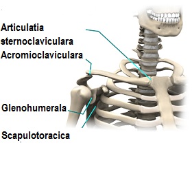 shoulder_dislocation_anatomy03