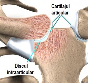 shoulder_stclav_anatomy02