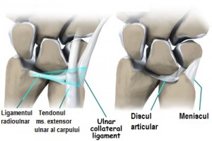 wrist_tfcc_anatomy04