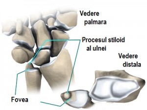 wrist_tfcc_anatomy06