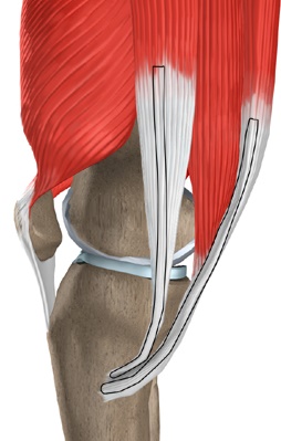 knee_acl_hamstring_tendon_intro02
