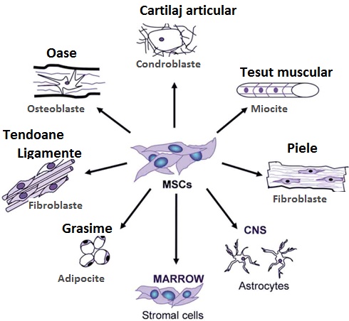 stem-cells2